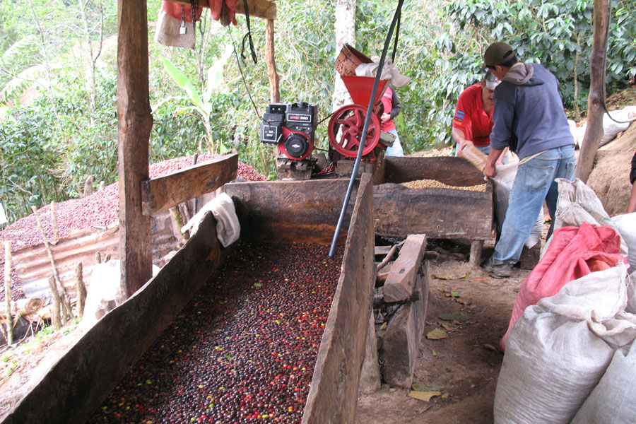 procesare cafea bio